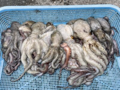 <p>マホキュン様　旧一文字3番〜白灯　タコエギ竿下狙い　マダコ14杯🐙渋い中でしたが素晴らしい釣果です👏</p>