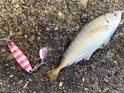 <p>釣れない猫様　沖の北　ジグサビキケイムラリアルシラス　アジGET🎣5時半頃によく当たったそうです！</p>