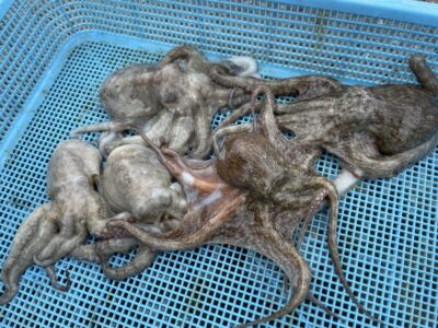 <p>墨族のストーカー様　旧一文字カーブ〜白灯　タコエギでマダコ5杯🐙7時までの釣果</p>