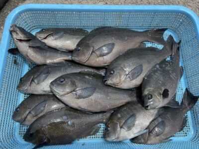 <p>釣れちゃう犬　旧一文字白灯外向き　ふかせ釣り　グレ28cmまで多数🎣食べる分だけお持ち帰り♪♪</p>