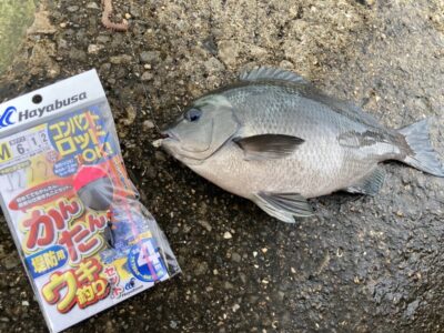 <p>釣れない猫様　沖の北　ウキ釣り(アオイソメ) で良型のグレ🎣10枚以上釣れたそうです♪♪</p>
