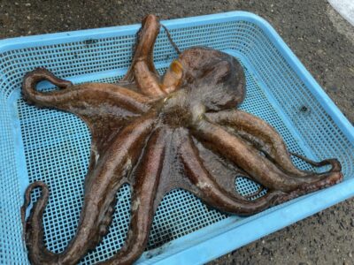 <p>釣れちゃう犬　沖の北内向き　イカエギ改　マダコ2キロ🐙6時半頃にヒット♪♪</p>
