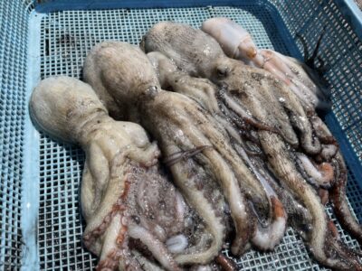 <p>大垣内様　中波止2番　タコエギでマダコ5杯🐙</p>