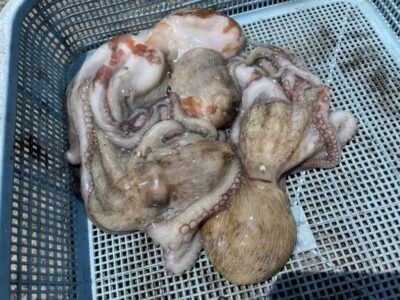 <p>吉野のK様　旧一文字カーブ　タコエギでマダコ4杯🐙</p>