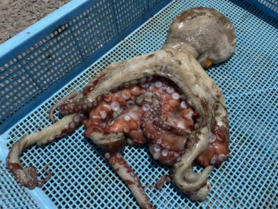 <p>上野様　旧一文字カーブ　タコエギ　マダコ🐙</p>
