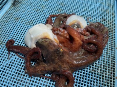 <p>冨坂様　旧一文字3番　タコエギ　マダコ計4杯(2杯はリリース)🐙</p>