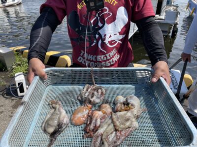 <p>まゆげの釣り日記 様　旧一文字　タコエギ　マダコ5杯🐙</p>