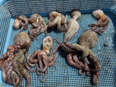 <p>ミラクル宮崎様　旧一文字　タコジグ　マダコ8杯🐙本日の竿頭⁉️おめでとうございます🎉</p>