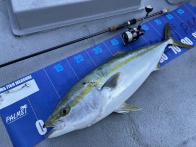 <p>釣れない猫様　沖の北　マキマキ20g+ジグサビキ　ブリ83cm🔥PE0.8で約30分ファイトの末、見事に今月のノルマ達成♪♪その場にいた全員がエイだと思ってましたね^ ^おめでとうございます！！7時前にヒット🎣</p>