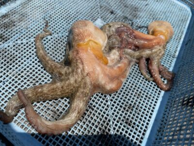 <p>堺の山野様　旧一文字赤灯　タコエギ　マダコ2杯🐙</p>