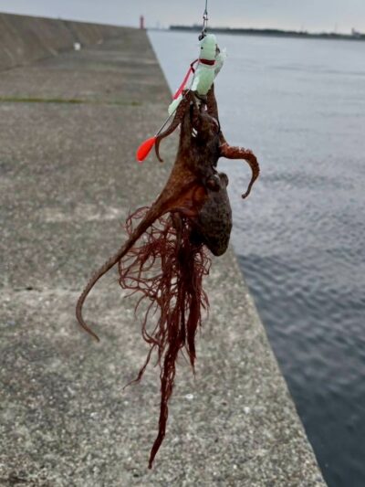 <p>㊈中村様　旧一文字③  デビルエイトで新子🐙　撮影後リリース</p>