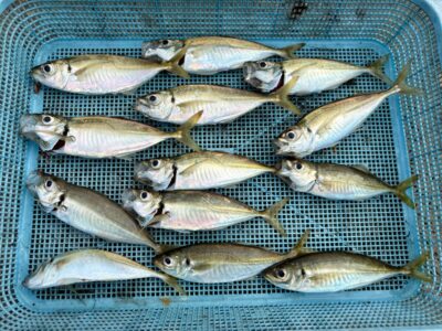 <p>レジェンド山本　沖の北　サビキ釣りでアジ🎣</p>