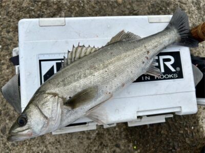 <p>福山様　沖の北　エビ撒き釣りでハネ追加🎣　他にアイナメ1尾🐟　アジ3尾🎣</p>