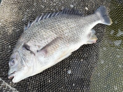 <p>ハネ研　川原様　沖の北　エビ撒き釣りでキビレチヌ🎣　撮影後リリース🐟</p>