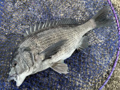 <p>ハネ研会長福山様　沖の北　エビ撒き釣りでチヌ2尾🎣</p>