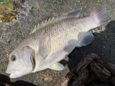 <p>ハネ研会長福山様　沖の北　エビ撒き釣り　カンダイ🎣</p>