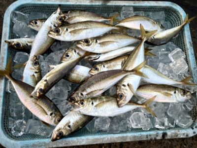 <p>磯やん名人　沖の北15:00〜19:00 サビキ釣り　小サバ&豆アジ🐟の猛攻かわしながらの良型アジ🎣　</p>