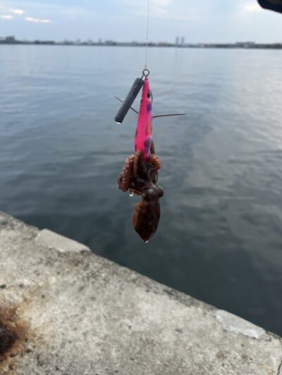<p>旧一文字白灯 タコエギで新子タコ🐙撮影後リリース♪まだ新子少ないです。</p>