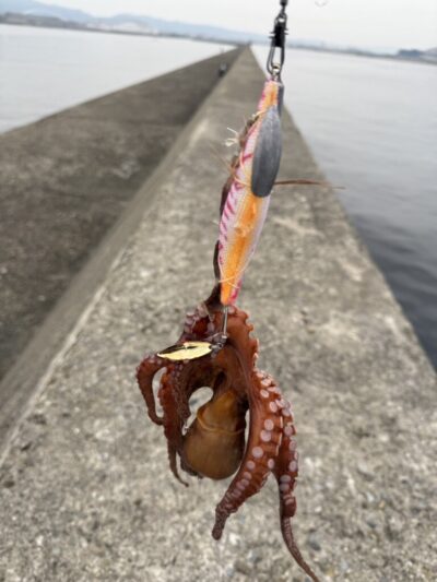 <p>まっちゃん様 旧一文字赤灯外向き タコエギで新子タコ🐙撮影後リリース♪</p>