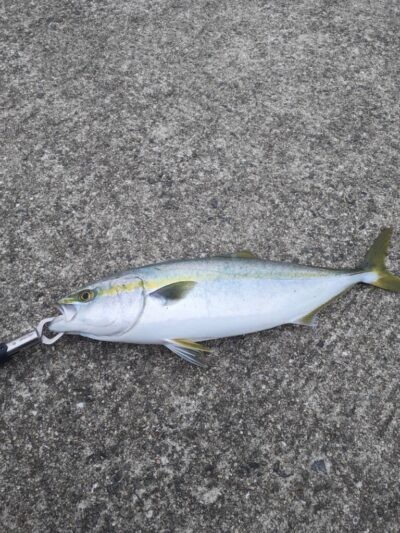 <p>ナッツ＆リュウ様 沖の北 飲ませ釣りでハマチ！11時40分にヒット！</p>