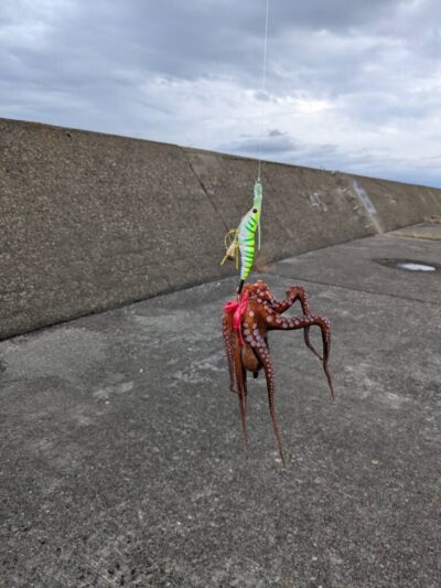 <p>今ちゃん様　旧一文字カーブ〜白灯　蛸電でマダコGET🐙</p>