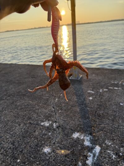<p>松ちゃん様 沖の北 タコエギで新子タコ3杯🐙</p>