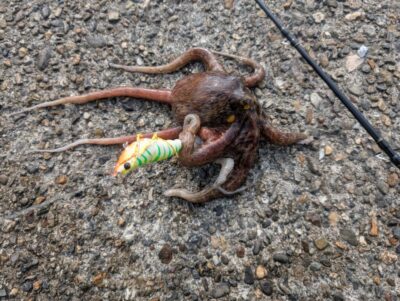 <p>芝様 旧一文字赤灯 蛸電で新子タコ🐙沖の継ぎ目では4杯</p>