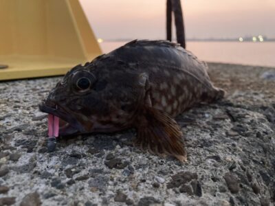 <p>釣れない猫様　沖の北　ライトゲームでガシラ！今日も苦潮ではないようです。</p>