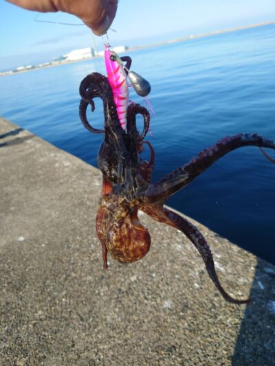 <p>上垣内様　旧一文字赤灯　蛸電で新子タコ3杯🐙</p>