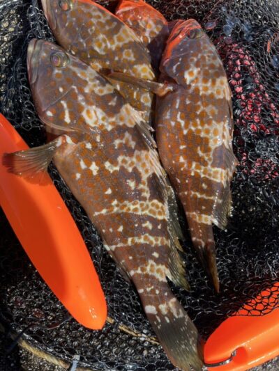 <p>福山様　沖の北　奥の方の外向き　エビ撒き釣りで良型アコウ！他にグレも♪</p>