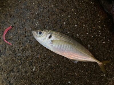 <p>昨日ブリが釣れていたのにアジ狙いの釣れない猫様　沖の北外向き　ショアバチコンで中アジ！</p><p>内向きのサビキでも中アジ釣れてました♪</p>