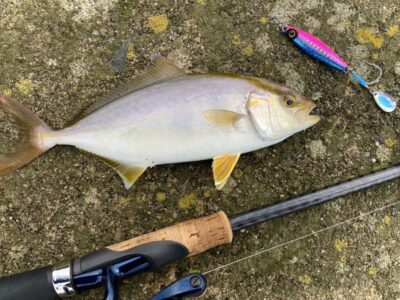 <p>シオが釣れて喜んでいたのに、沖でブリが釣れててがっかりの釣れない猫様　</p><p>旧一文字カーブ　ジャックアイ・サワラスピン2でシオ！</p>