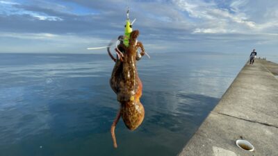 <p>釣れちゃうタマ　沖の北外向き　蛸電で新子タコ🐙ちょっとしかやってませんが2回あたりました。継ぎ目をやってる人もいましたが苦潮ではないので釣れてませんでした。</p>