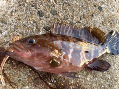 <p>釣れない猫様　沖の北外向き　ショアバチコンでアコウ！</p>