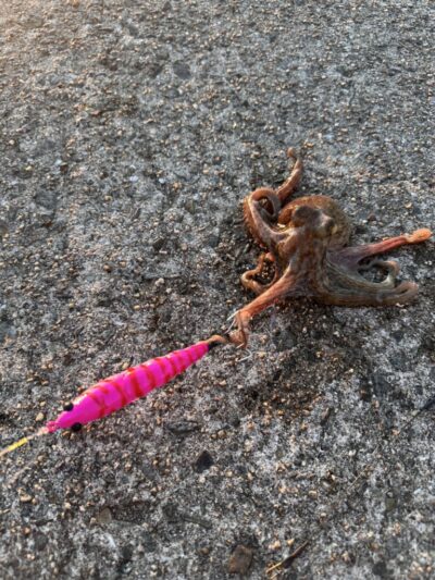 <p>沖の北　アズーロ蛸電で新子タコ🐙</p>