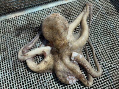 <p>柴田様　旧一文字カーブ　タコエギで新子タコ🐙</p>