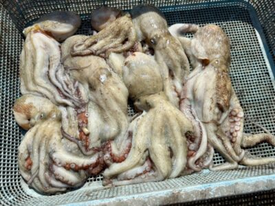 <p>沖の北　タコエギ＋餌巻き鶏皮で良型タコ🐙触ってきてもなかなか乗らないので餌巻きは効果ありですね。タコ用集魚スプレー・イワシ油もおすすめですおん</p>