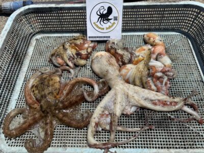 <p>匿名希望のまゆげ様　沖の北　イカエギ改で良型＆新子タコ🐙</p>