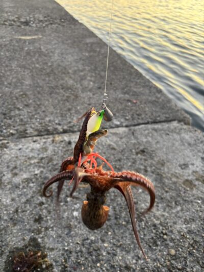 <p>⑨中村様　旧一文字3番　タコやんで新子タコ🐙</p>