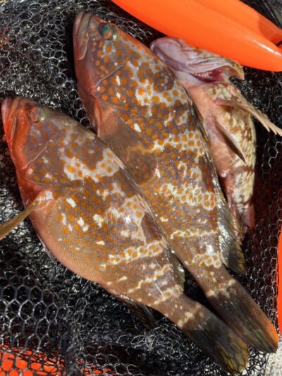 <p>福山様　沖の北外向き　エビ撒き釣りで良型アコウ！</p>