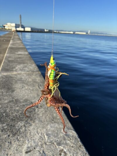 <p>⑨中村様　沖の北　蛸電で新子タコ🐙</p>