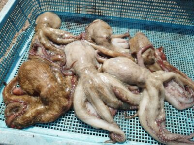 <p>多田名人 沖の北 奥の方の内向き リリース分も入れると新子タコ10杯！流石です♪</p>