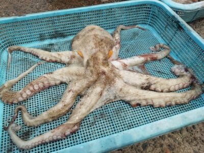 <p>ちょんまげ食堂釣り部様 旧一文字3番内向き タコエギでタコ🐙1.03kg！</p>