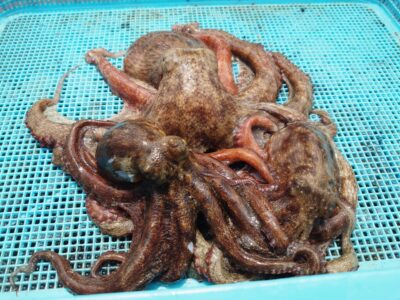 <p>中村様 旧一文字白灯 タコエギで新子タコ3つ🐙10時頃にヒット！</p><p>早朝のエビ撒き釣りでガシラは普通に釣れたそうなので、白灯方面も苦潮ではなかったようです。</p><p>白灯内向きでグレが釣れていました。</p>