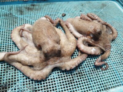 <p>旧一文字カーブ タコエギで新子タコ🐙</p>