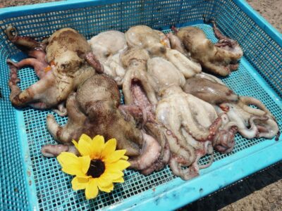 <p>ひまわり🌻様 沖の北 ケーソン継ぎ目で新子タコ🐙</p>