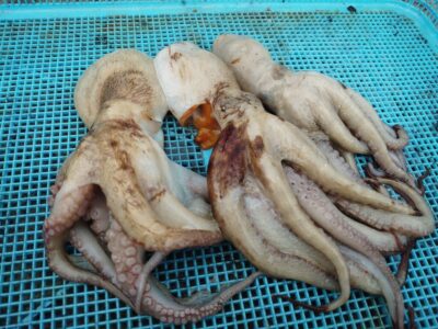 <p>唐見君 沖の北 ケーソン継ぎ目で新子タコ🐙</p>