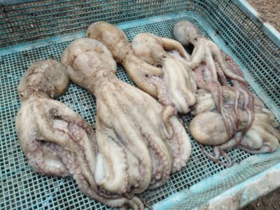 <p>旧一文字赤灯内向き タコエギでタコ🐙</p>