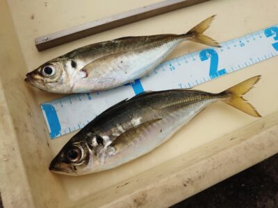 <p>杉浦様 沖の北先端内向き 足元サビキで中アジ！豆サバと豆アジが多かったそうです。</p>