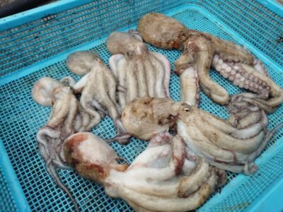 <p>加藤様 旧一文字3番周辺 タコエギで新子タコ🐙</p>